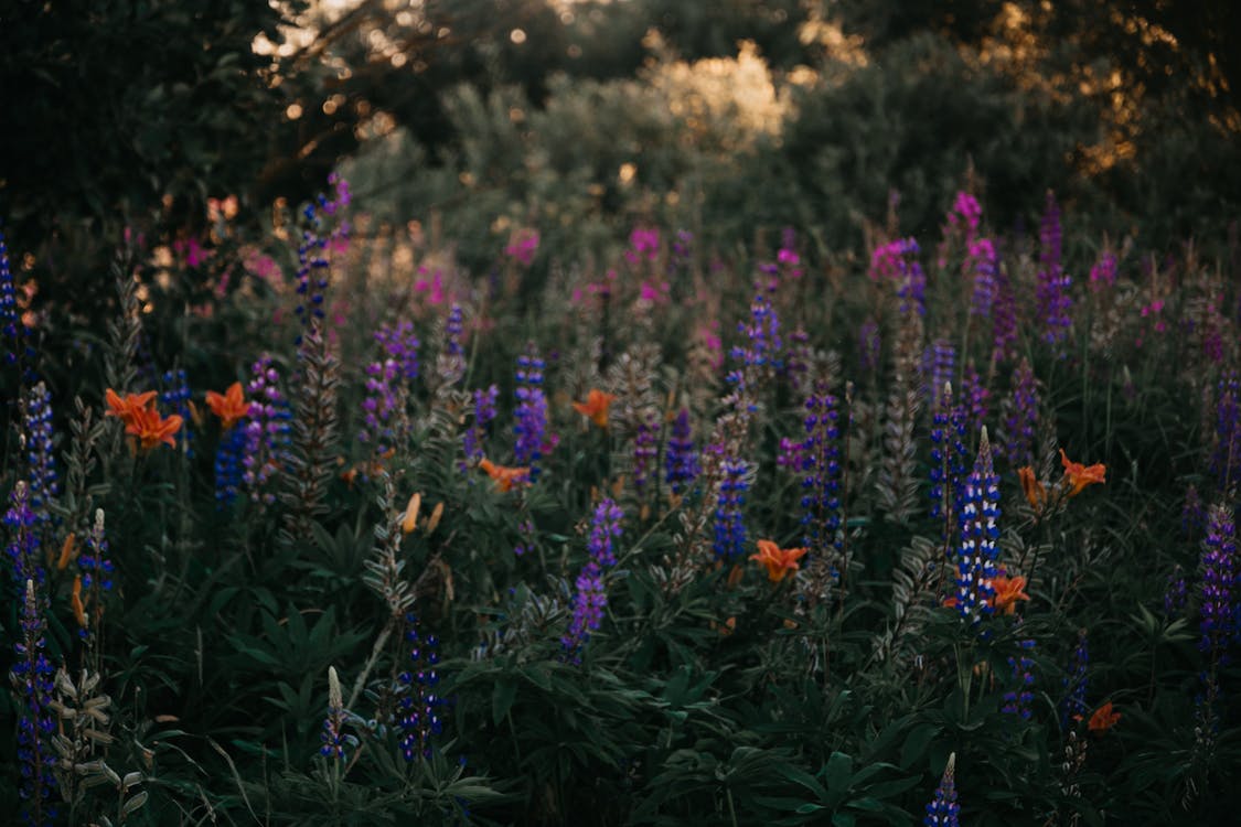 blooming